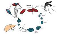 غربالگری بیماری مالاریا